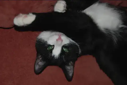 a cat