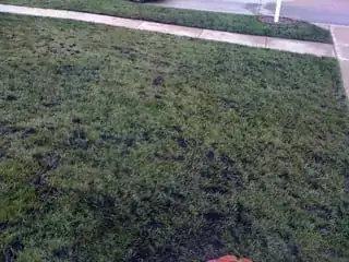 Cool-season lawn