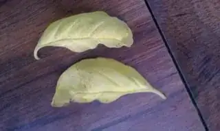 Basil leaves