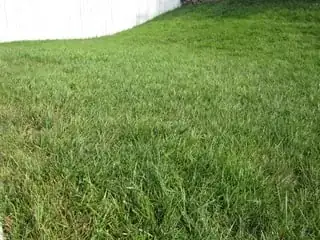Cool-season lawn
