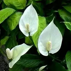 Peace lily